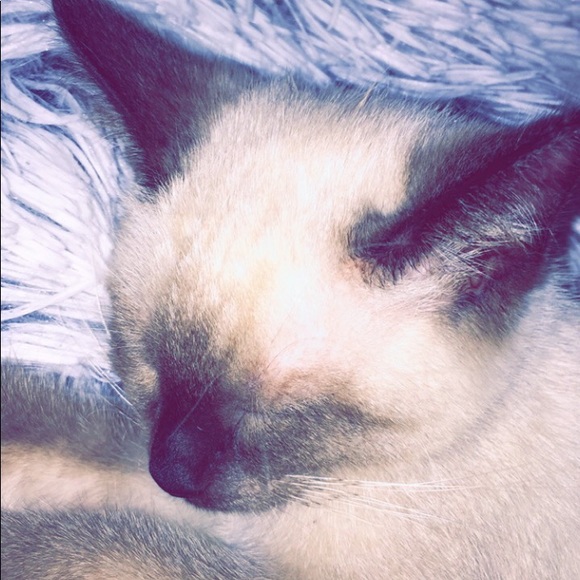 Meet your Posher, Kaydyn - Picture 2 of 2